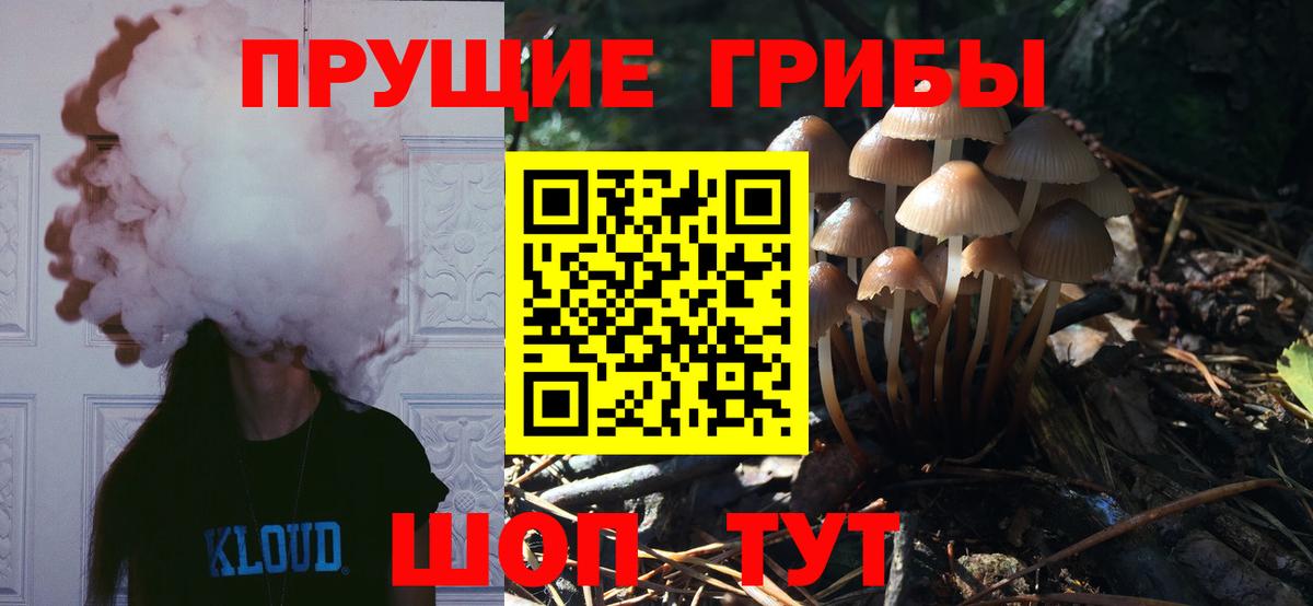 Псилоцибиновые грибы Psilocybe  Дмитров 
